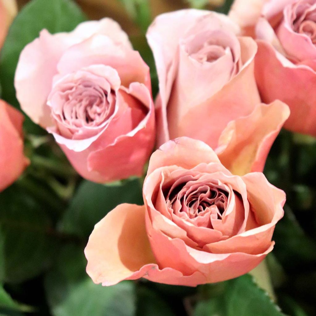 La Maison Vertumne Fleuriste Décorateur à Paris